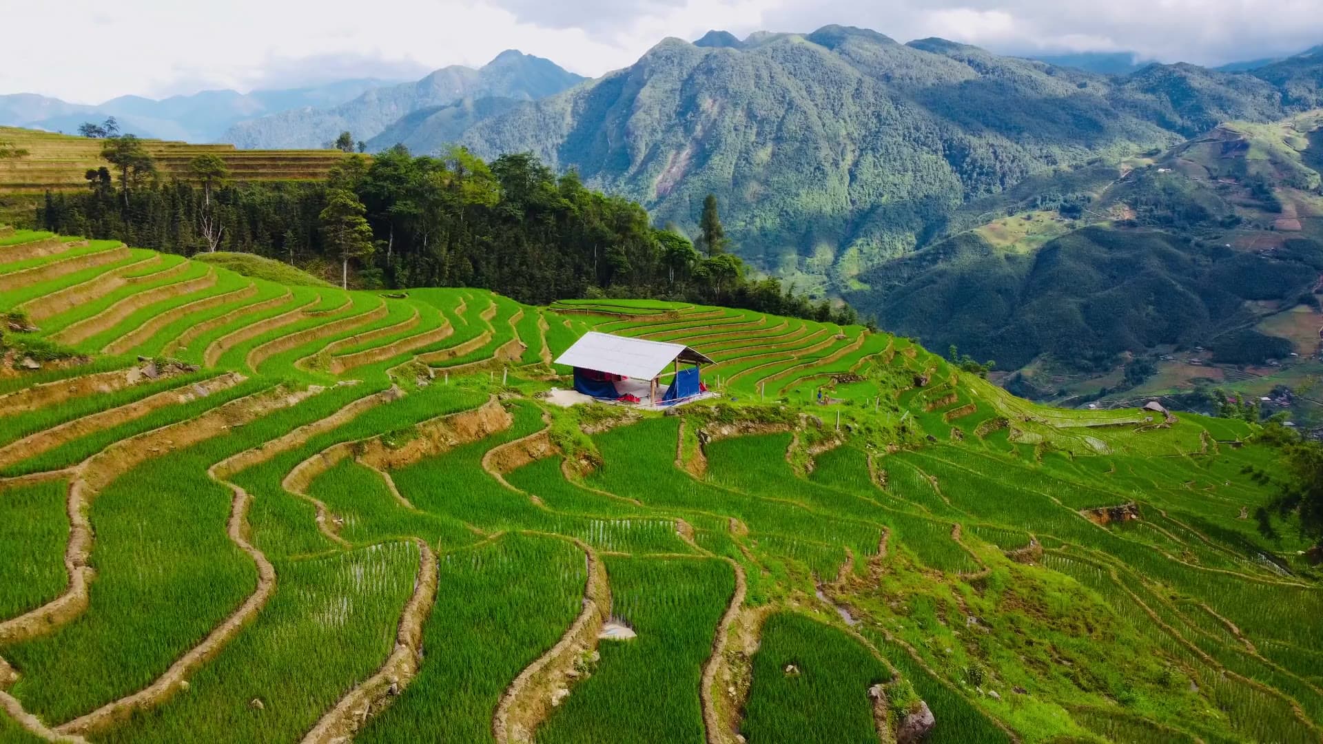 Ruộng bậc thang Sa Pa vào mùa lúa chín